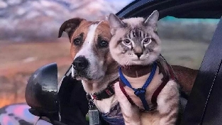 疫情期间担心猫狗宠物感染传播冠状病毒怎么办