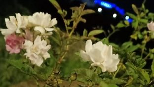 我们该如何正视自己的缺点
