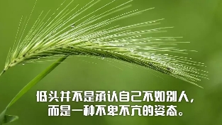 低头并不是承认自己不如别人， 而是一种不卑不亢的姿态。