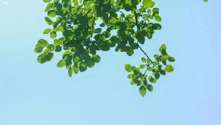 心理学:鸟笼效应