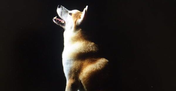 一个人的固执里，藏着低水平的认知