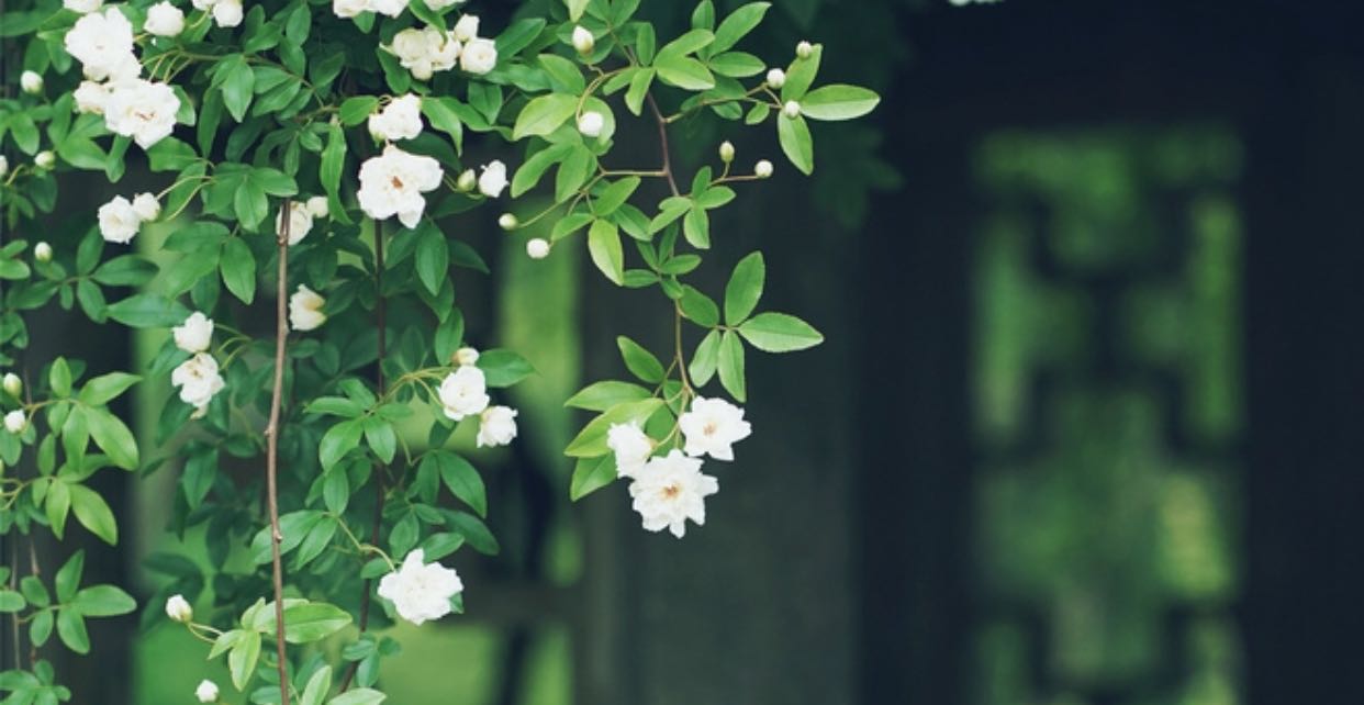浮生若茶——如何看待生命的苦难和挫折