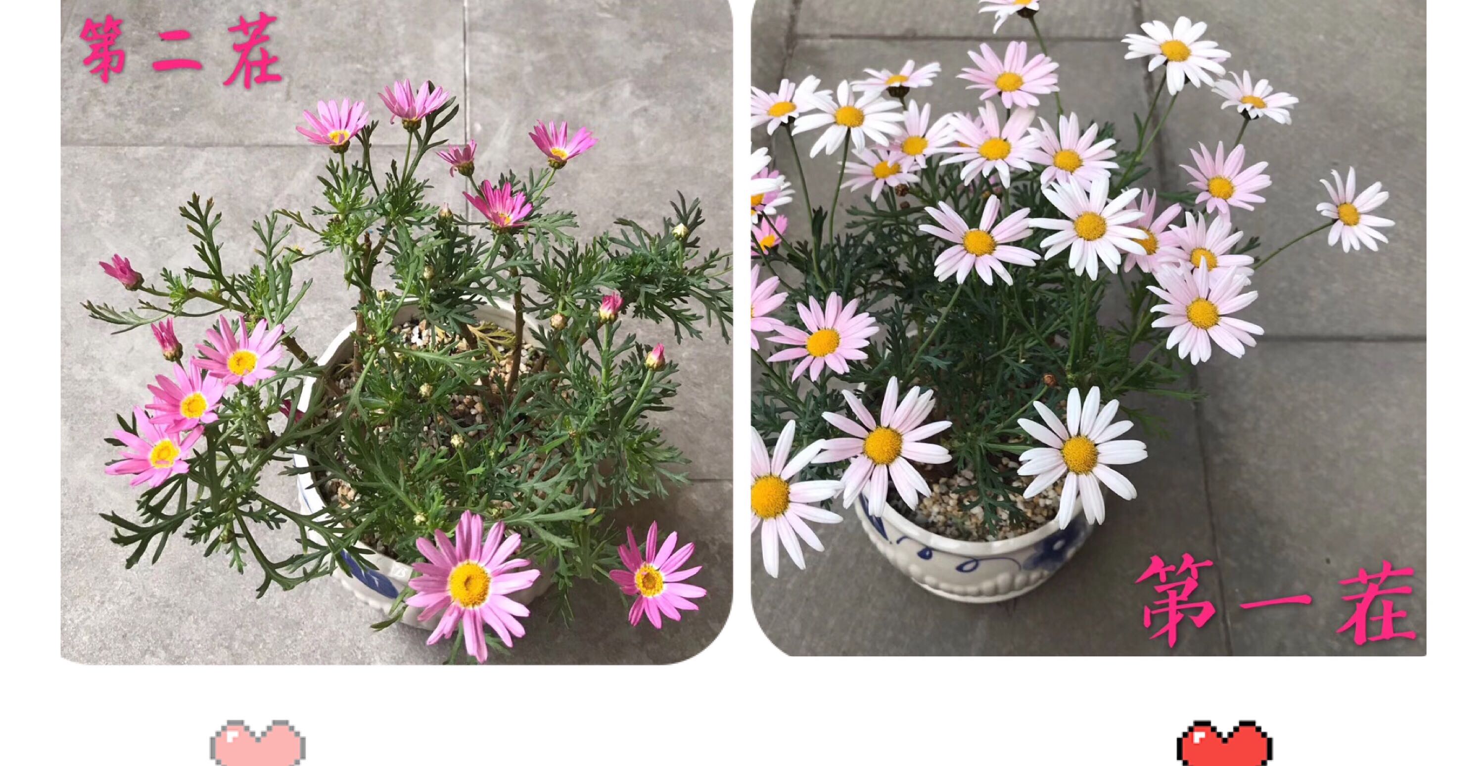 养花悟到之十四：花开二度