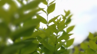 梦魇