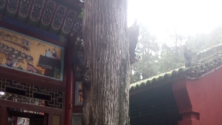 家庭如何应对抑郁